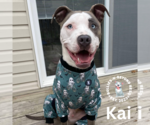 Small #10 American Pit Bull Terrier-American Staffordshire Terrier Mix