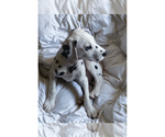 Small #1 Dalmatian