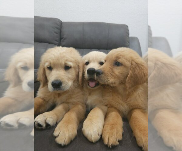 Medium Photo #7 English Cream Golden Retriever Puppy For Sale in SACRAMENTO, CA, USA