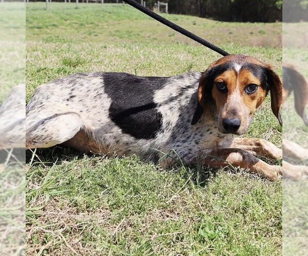 Medium Photo #2 Bluetick Coonhound Puppy For Sale in Spring Lake, NC, USA