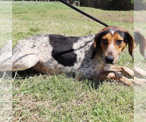 Razzle - Female Bluetick Coonhound Dog for Adoption - Photo #2