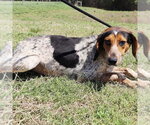 Small #1 Bluetick Coonhound