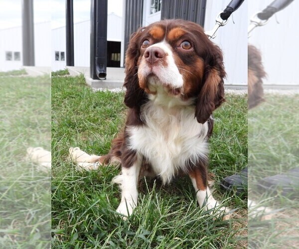 Medium Photo #1 Cavalier King Charles Spaniel Puppy For Sale in CARLISLE, KY, USA
