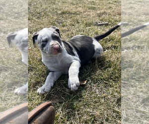 Catahoula Leopard Dog Puppy for sale in ADAIR, IL, USA