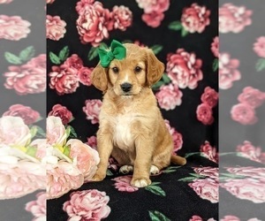 Goldendoodle (Miniature) Puppy for sale in DELTA, PA, USA