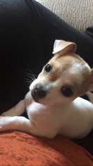 Chihuahua Puppy for sale in CORPUS CHRISTI, TX, USA