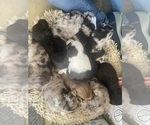 Aussiedoodles - Male Aussiedoodle Puppy for Sale - Small photo