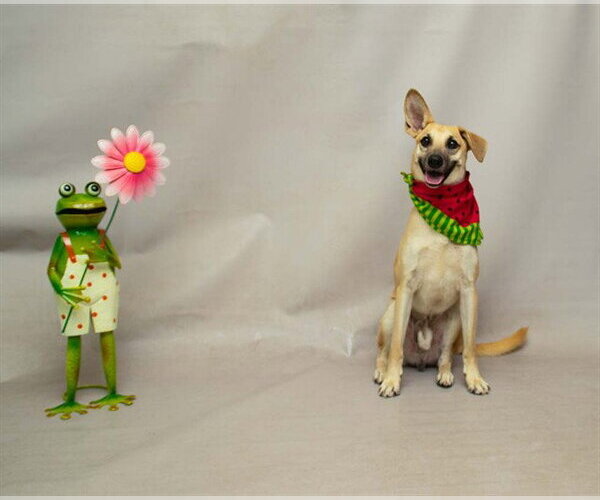 Medium Photo #2 Mutt Puppy For Sale in Sanford, FL, USA