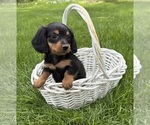 Small #4 Dachshund