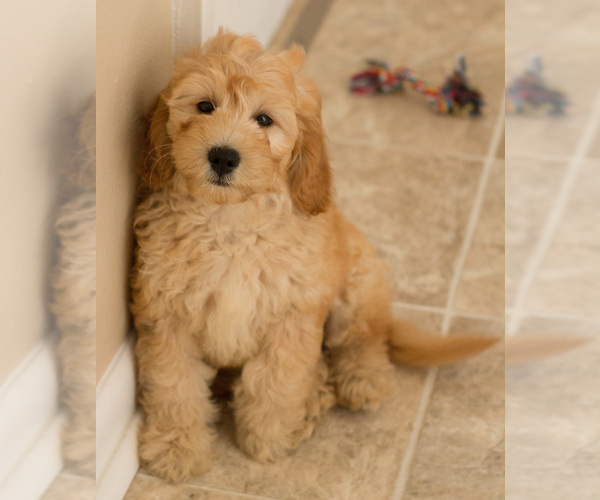 Medium Photo #10 Goldendoodle Puppy For Sale in BAY VIEW, WI, USA