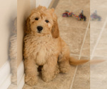 Small Photo #10 Goldendoodle Puppy For Sale in BAY VIEW, WI, USA