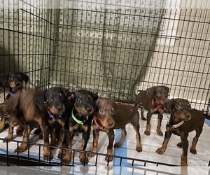Doberman Pinscher Puppy for sale in BAKERSFIELD, CA, USA