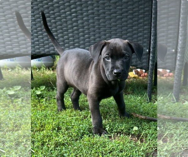 Medium Photo #2 Labrador Retriever-Mountain Cur Mix Puppy For Sale in Plainfield, IL, USA