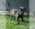 Small #1 Mountain Cur Mix