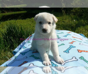 German Shepherd Dog Puppy for Sale in PIEDMONT, Missouri USA