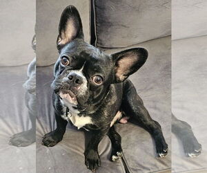 French Bulldog-Unknown Mix Dogs for adoption in Oakhurst, NJ, USA