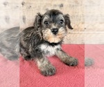 Litter of 8 - Male(s) and Female(s) Schnauzer (Miniature)Litter of Puppies for Sale - Photo #17