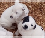 Small Photo #18 American Pit Bull Terrier-Labrador Retriever Mix Puppy For Sale in MOORESBORO, NC, USA