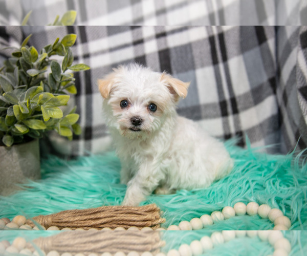 Medium Photo #4 Maltipoo Puppy For Sale in NAPPANEE, IN, USA