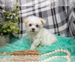 Small #3 Maltipoo