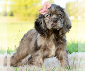 Medium Cocker Spaniel