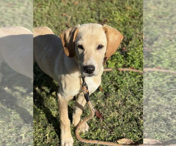 Medium Photo #8 Labralas Puppy For Sale in Attalka, AL, USA