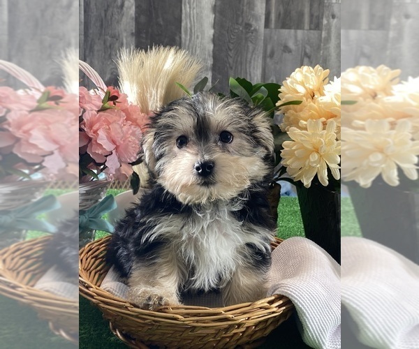 Medium Photo #5 Morkie Puppy For Sale in CANOGA, NY, USA