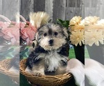 Small #4 Morkie