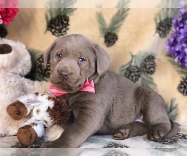 Medium Photo #7 Labrador Retriever Puppy For Sale in CLAY, PA, USA