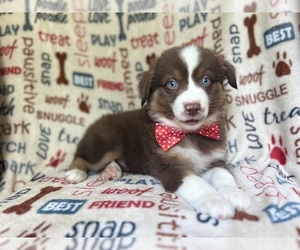 Miniature Australian Shepherd Puppy for sale in LAKELAND, FL, USA
