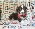 Small Miniature Australian Shepherd