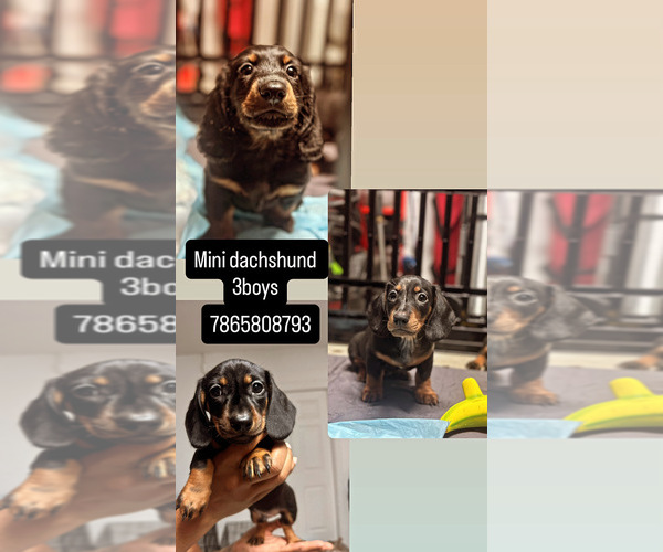 Medium Photo #2 Dachshund Puppy For Sale in OCALA, FL, USA