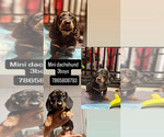 Small #1 Dachshund