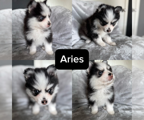 Medium Photo #1 Pomsky Puppy For Sale in HOMELAND, CA, USA