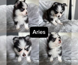Pomsky Puppy for sale in HOMELAND, CA, USA