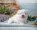 Puppy Parker Maltese