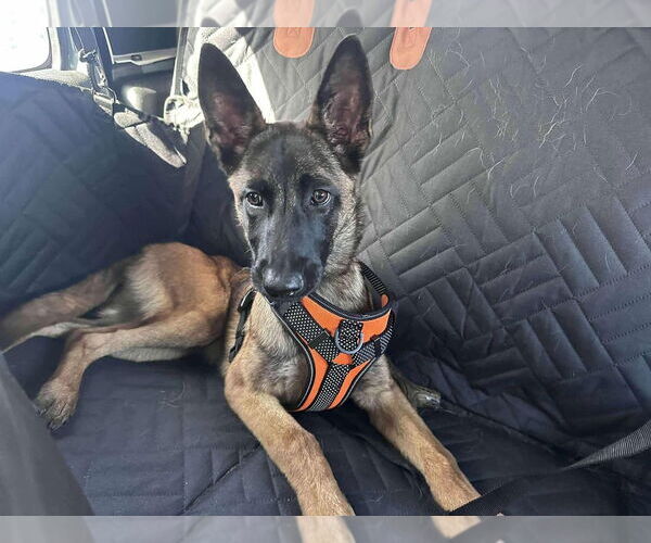 Medium Photo #1 Mutt Puppy For Sale in Imlay City, MI, USA