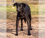 Small #1 Labrador Retriever Mix