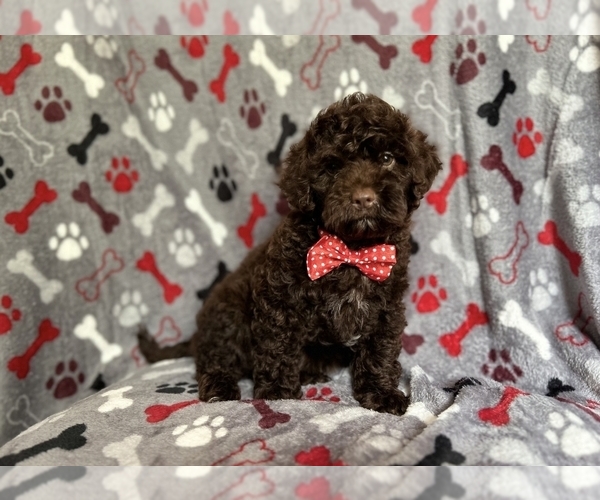 Medium Photo #6 ShihPoo Puppy For Sale in LAKELAND, FL, USA