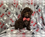 Small Photo #6 ShihPoo Puppy For Sale in LAKELAND, FL, USA