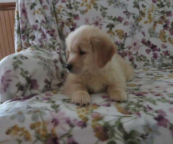 Medium Photo #2 Golden Retriever Puppy For Sale in MECHANICSVILLE, MD, USA