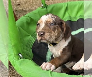 Medium Catahoula Leopard Dog