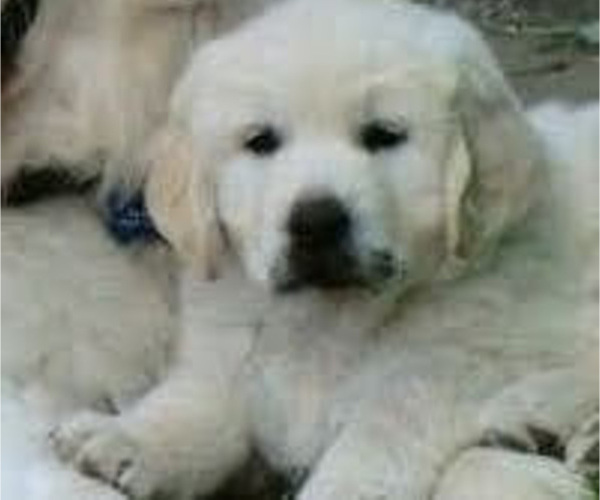 Medium Photo #7 English Cream Golden Retriever Puppy For Sale in FOWLERVILLE, MI, USA