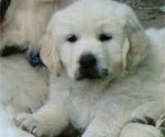 Small Photo #7 English Cream Golden Retriever Puppy For Sale in FOWLERVILLE, MI, USA