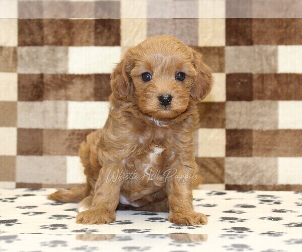 Medium Photo #3 Cavapoo (Miniature) Puppy For Sale in DENVER, PA, USA