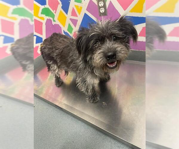 Medium Photo #1 Mutt Puppy For Sale in Baytown, TX, USA