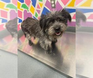 Mutt Dogs for adoption in Baytown, TX, USA