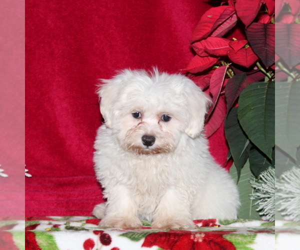 Medium Photo #2 Maltichon Puppy For Sale in RISING SUN, MD, USA