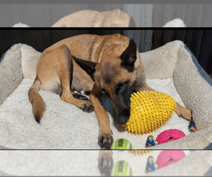 Ms Maddie - Located in Texas - Female Mutt Dog for Adoption - Photo #3