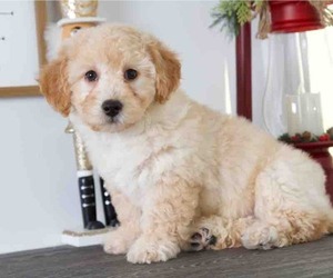 Zuchon Puppy for sale in RED LION, PA, USA